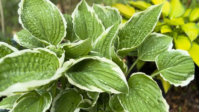 HOSTA Mini Collection SPRING tour ❤️ смотреть онлайн