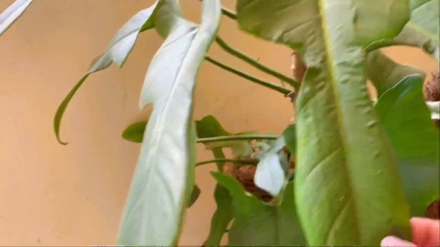 Philodendron Bipennifolium Care/Horse Head Philodendron/ Golden Violin Philodendron