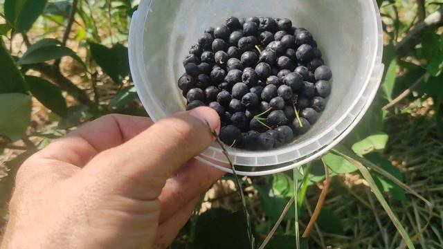 "Аронія"- недооцінена культура в садівництві. смотреть онлайн