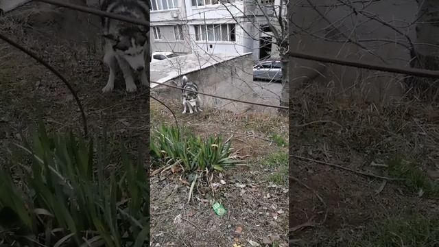 Больной пес отказался от еды и убежал. Оказалось - у него расстройство желудка. Бедный Собакин! смотреть онлайн