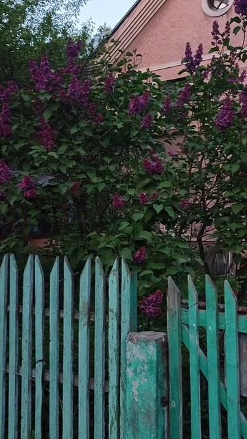 Сирень #красотаприроды #ловимомент #😍😍😍 смотреть онлайн