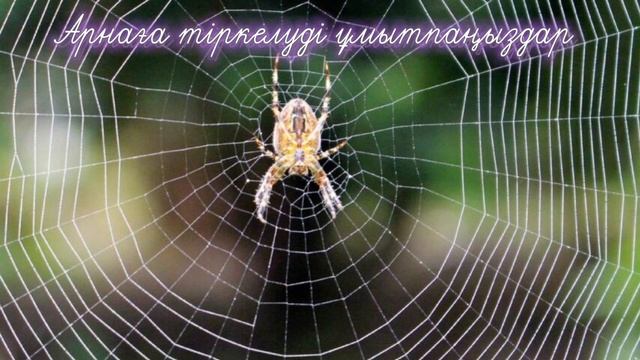 Өрекшінің торын бұзбаңыз,себебі.#өрмекші #пауки #пайғамбар смотреть онлайн