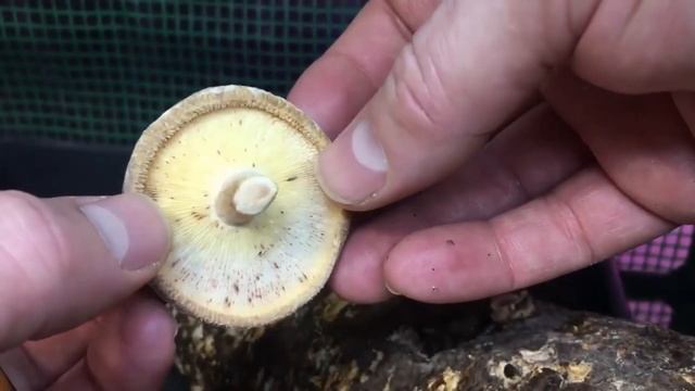 Limitless! Veggies INDOOR Gardening with Grow LIGHTS! - and it's DAY FIVE of our 31 Days of Giving смотреть онлайн