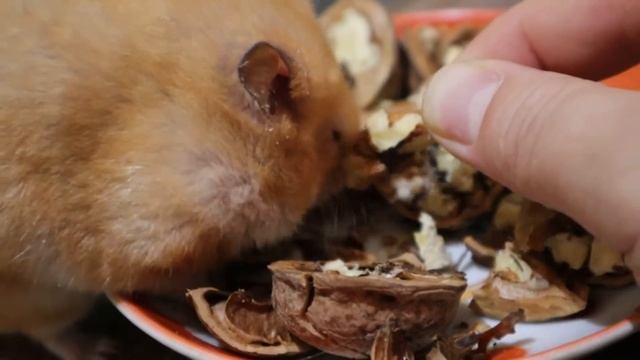 Смешные хомяки🐹: Хомяки Рыжик и Пушистик выбирают лучшую еду🌭🍿🍔🍕 смотреть онлайн