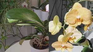 ПЕРЕСАДКА орхидеи АФРИКАНСКИЙ ЗАКАТ(КАРИНА) ❤️🔥👍🌿 #орхидеи #пересадкаорхидеи