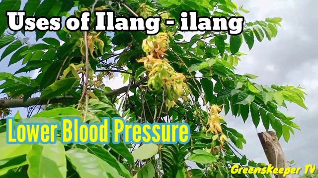 Ilang-ilang uses and benefits! смотреть онлайн