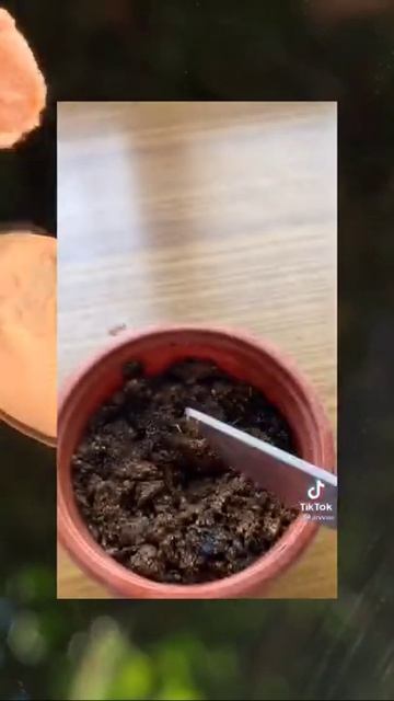 Туториал как посадить клубнику 🍓 смотреть онлайн