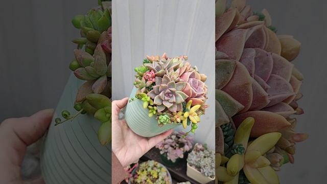 Букетик из суккулентов смотреть онлайн