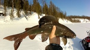 Рыбалка на реке. Хариус монстр. Часть вторая. 10.04.2025