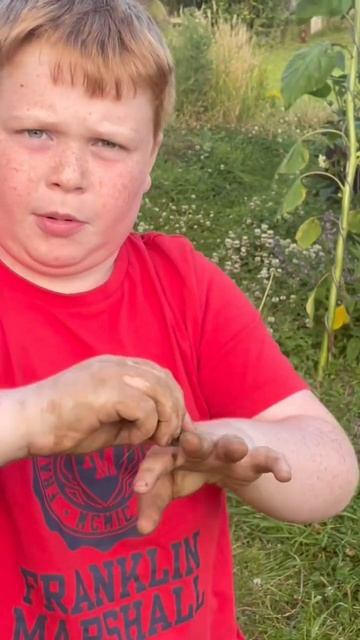 How to deal with a nettle sting with a dock leaf. смотреть онлайн