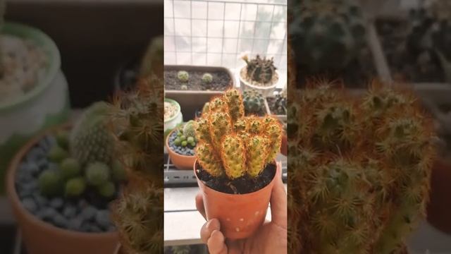 Cactus Mammillaria Elongata - ប្រទាលកន្ទុយខ្លា смотреть онлайн