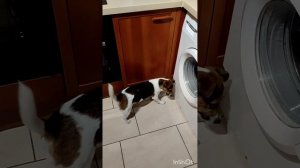 Ящерица и таракан в доме.