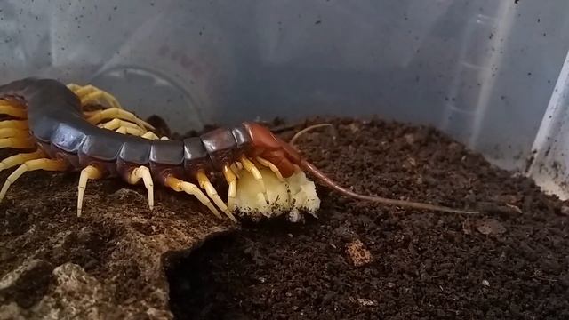 Scolopendra gigantea "White Leg" - Giant Amazonian centipede enjoying banana смотреть онлайн