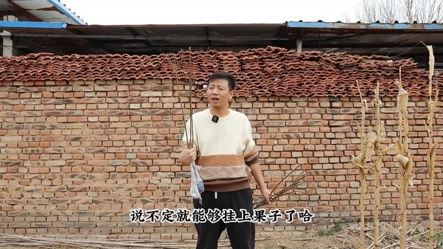 网购几棵桃树苗，春季栽种最合适，养两年就能挂满“大桃子” смотреть онлайн