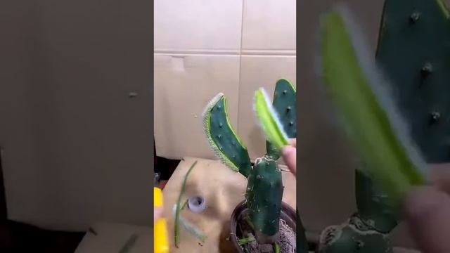 Grafting Cactus with monkey tails | Plant Life #shorts #grafting #gardening #plants смотреть онлайн