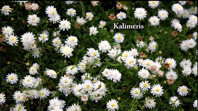 9/7/13 - Fabulous Fall Ideas смотреть онлайн