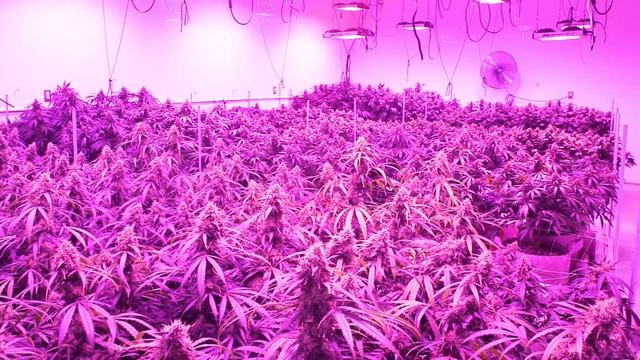 California LightWorks SolarSystem 550 Veg LED Grow Light смотреть онлайн