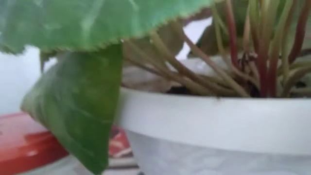 ХУДОЖЕСТВЕННЫЙ ФИЛЬМ БЕСКОНЕЧНЫЙ ЛЕС смотреть онлайн