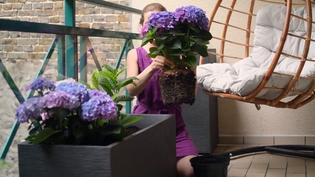 How to Grow Hydrangeas in Pots смотреть онлайн