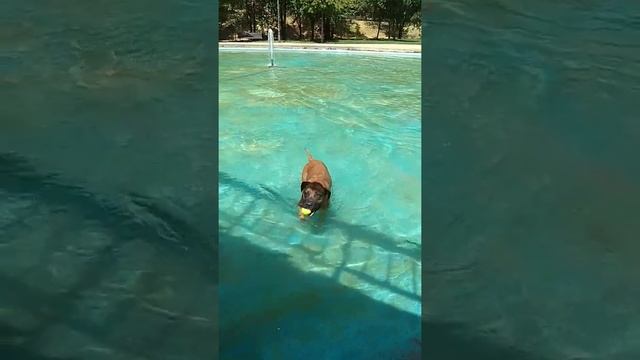В парке бассейн для собак и катание на горке. смотреть онлайн