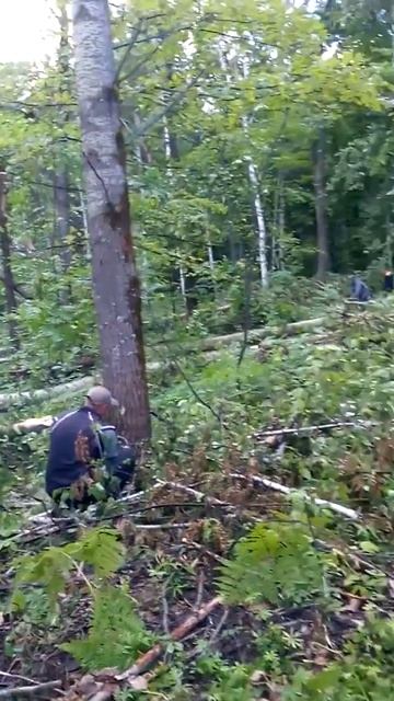 Валка леса 20 куб в день смотреть онлайн