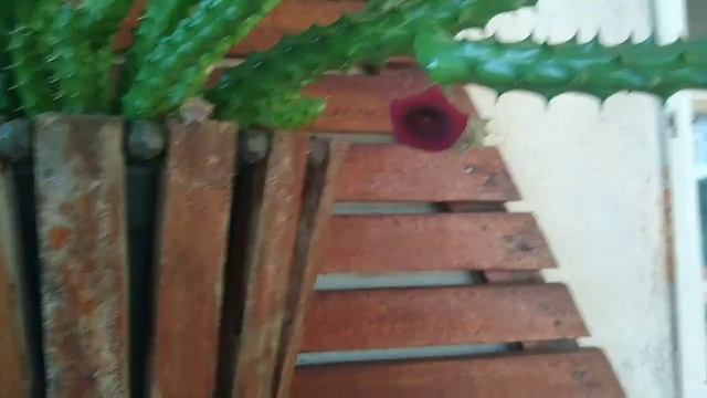 Floração de algumas stapelia orbeia huernias смотреть онлайн