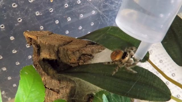 Phidippus regius - drinking from syringe смотреть онлайн