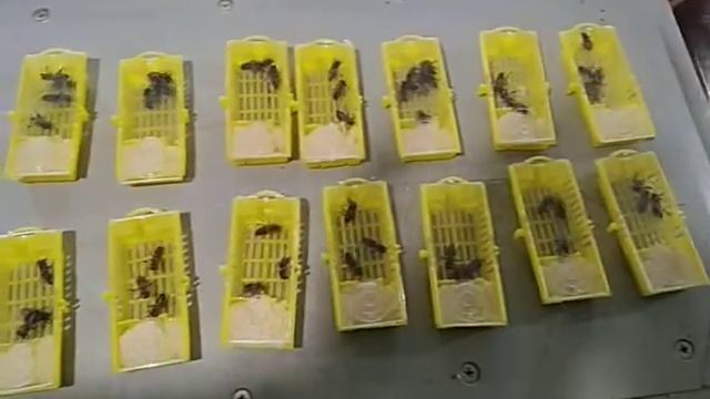 Первые не плодные маточки 2022 смотреть онлайн