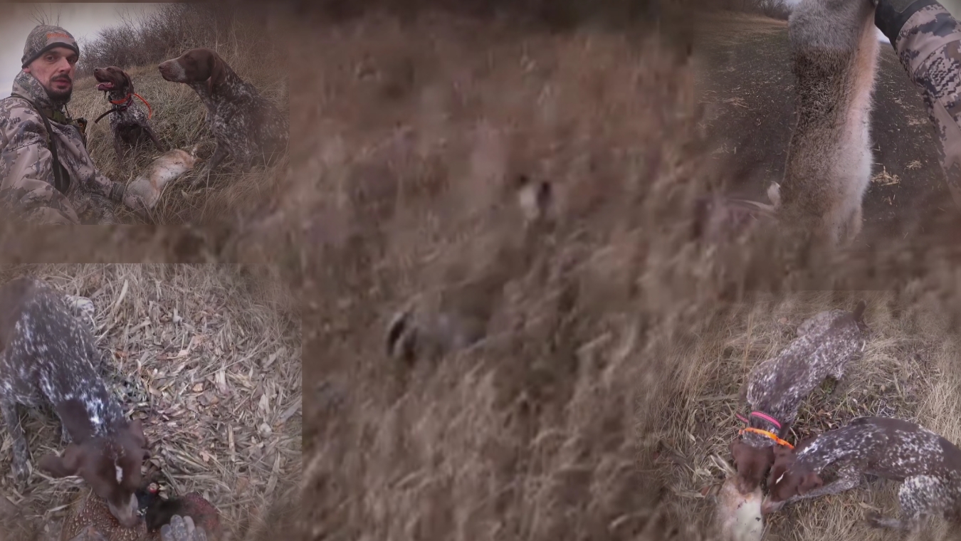 Патроша следопыт! Зайцы в шоке! Фазаны летят прям на меня! Охота с Курцхаарами по зайцу и фазану. смотреть онлайн