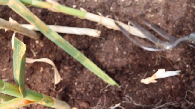 Garlic Rust - Will my garlic harvest be ruined? смотреть онлайн