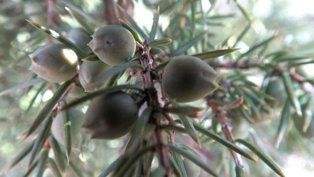 Kataja, Juniperus communis - Katajanmarja lähikuvassa 2 смотреть онлайн