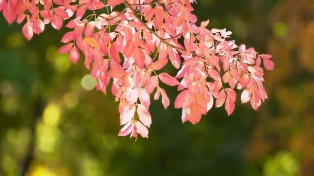 Beautiful Relaxing Music, Spring Awakening Peaceful Piano Music | Soothing Sound