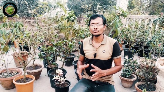 Hibiscus Flower Plant Growing Tips | How To Take Care Of Hibiscus Plant In Summer смотреть онлайн