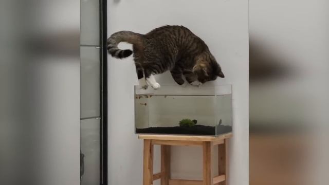 Кошачьи повадки (2025)