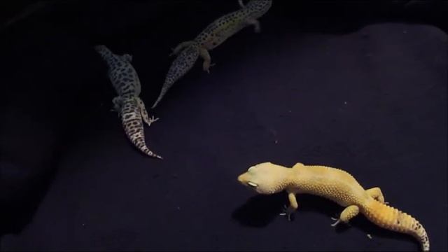 Leopard Gecko: What Morph are We? смотреть онлайн