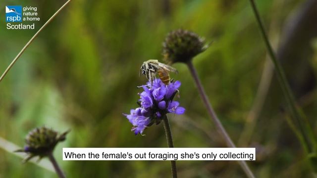 Small Scabious Mining Bee | Rare Invertebrates in the Cairngorms смотреть онлайн