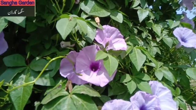 ipomoea plant ! смотреть онлайн