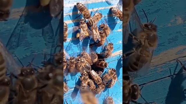 Первая пыльца.