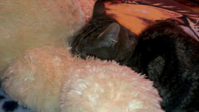 Кот сошел с ума смотреть онлайн