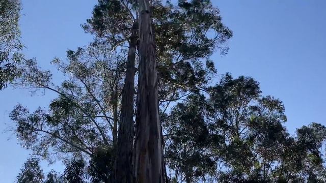 Eucalyptus globulus (tasmanian blue gum) смотреть онлайн