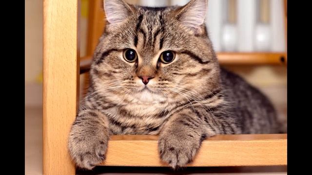 Пожалуйста, пососите писос смотреть онлайн