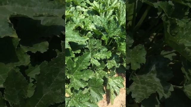 Цукини КАБАЧКИ 20.07.23 большой урожай смотреть онлайн