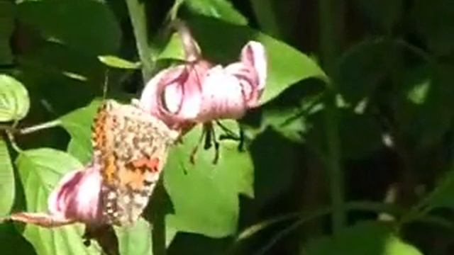 SLŠ Hranice - lilie zlatohlavá v arboretu смотреть онлайн