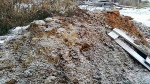 Навозоудаление в сарае для свиней. Свиноводство.