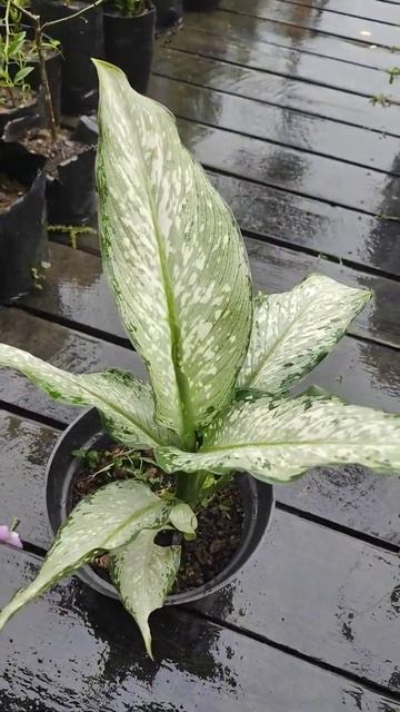 Dieffenbachia Daun Terbalik #shorts смотреть онлайн