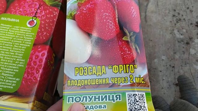 клубника фриго смотреть онлайн