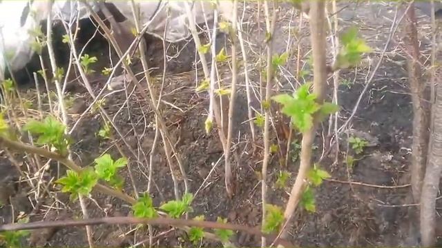 ПОСАДИЛИ ГРЯДКИ. смотреть онлайн