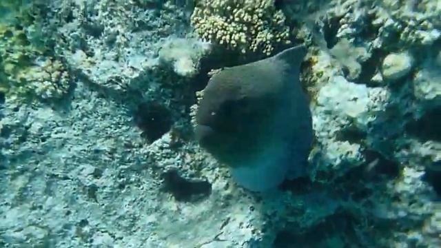 Morene In Hurghada... RedSea ...MasterPieces Hurghada روااااااااائع الغردقه смотреть онлайн