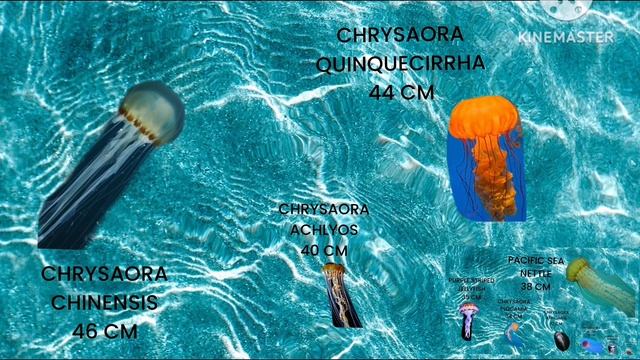 CHRYSAORA'S JELLYFISH SIZE COMPARISON 4K VERSION (BUT INSADED IN CAPCUT смотреть онлайн