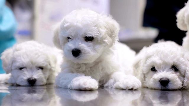 Дизайн без названия (13) смотреть онлайн